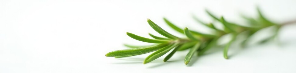 Obraz premium Focal point sprig of rosemary on white background, macro, rosemary, green