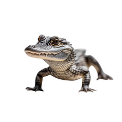 Obraz premium Close-up of a detailed crocodile hatchling on transparent background