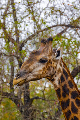 South Africa, giraffe