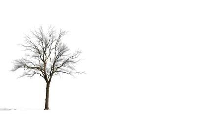 Obraz premium A lone tree stands stark against a pure white backdrop, abstract, woodland