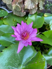 Beautiful close-up of a vibrant pink water lily (Nymphaea) in full bloom, surrounded by lush green leaves