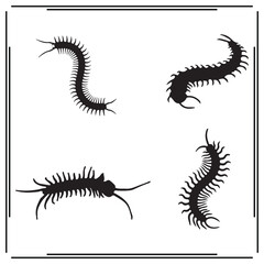 Centipede silhouette, Centipede illustration , Centipede clipart, Centipede vector , Centipede icon , black Centipede, Centipede illustration on white background, Centipede vector illustration , 
