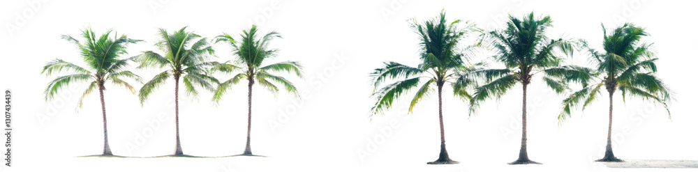 Poster the image of a solitary coconut tree on a white backdrop is used in advertising to convey decorative