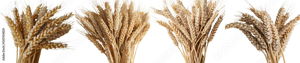 Poster the image features ears of wheat alone on a white background, captured from the top