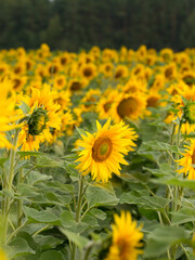 Sunflower close up, early morning in summer
