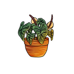 Anthurium Illustration