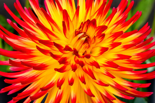 Red Yellow AC Sadie Cactus Dahlia Flower Bellevue Washington