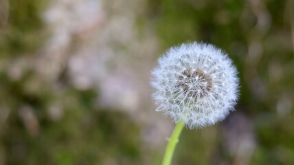 dandelion seed head background
