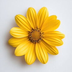Obraz premium vibrant yellow flower with petal details against white background, radiating joy and freshness. Perfect for nature themed designs