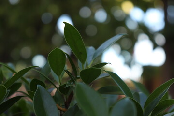 Obraz premium lily of the valley
