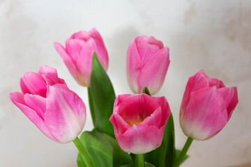 Obraz premium A bouquet of pink tulips close-up.