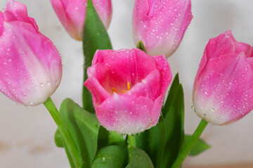 Naklejka premium A bouquet of pink tulips with dew drops in close-up
