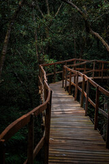 Obraz premium Jungle trail