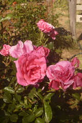 Vibrant Pink Roses in a Sunlit Garden