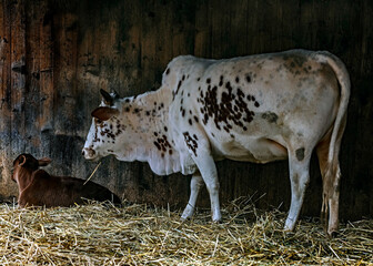 Zebu nano cow in the shed