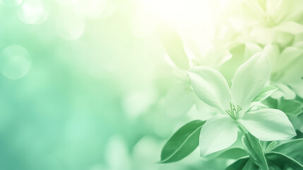 Tranquil white lily blossoms against soft green bokeh background