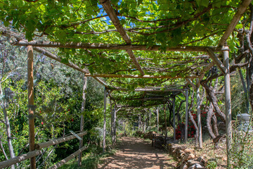 Grape vines forming walkway arch with supports in Greece