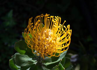 Yellow Leucospermum cordifolium (pincushion-protea)