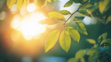 Sunlight filtering through lush green leaves creating a bokeh backdrop