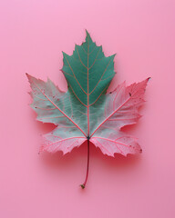 Colorful Various Leaves on a Pastel Background, Nature and Botanical Concept  
