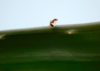 ant on a green leaf