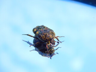 bug on a blue background
