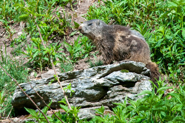 Stambecchi in montagna tra le rocce
