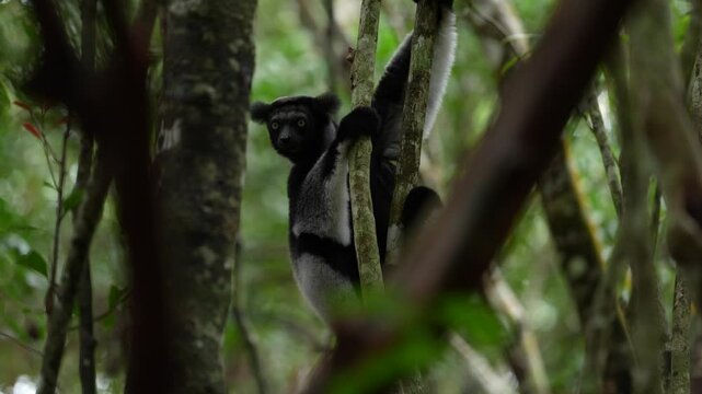 Madagascar tropic forest, indri lemur in the nature habitat. Andasibe Mantadia NP in Madagascar. Sifaka on the tree, dark tropic vegetation, black grey indri lemur.