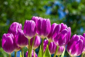 Vibrant Purple Tulip Flowers in Flull Bloom
