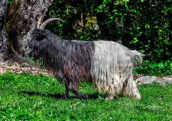 Wallis black and white domestic goat grazing on the lawn in its enclosure
