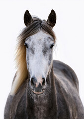 Portrait of a horse isolated on a white background