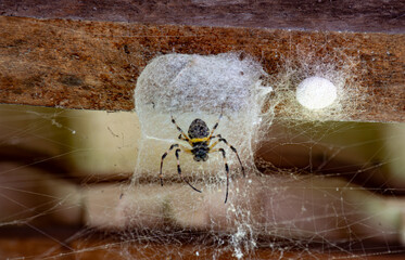 Roof spider
