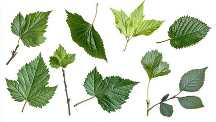 Assorted Green Leaves Isolated on White