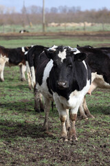 A cow is standing in a field with other cows. The cow is black and white and has horns