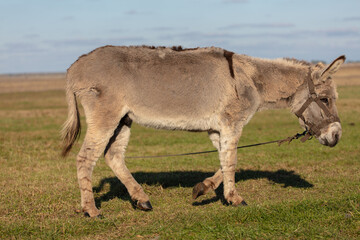A grey donkey grazes in a meadow against the backdrop of a blue sky.