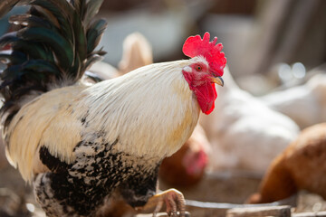 Birds on a farm. A close-up of a rooster in sunny weather.