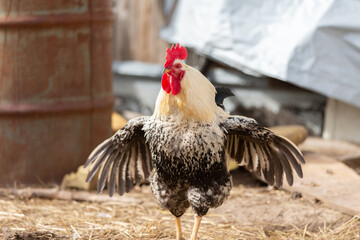 Birds on a farm. A white rooster with a speckled tail close-up. He is angry and flaps his wings.