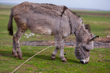 A donkey is eating grass in a field. The donkey is tied to a rope. The rope is attached to a post