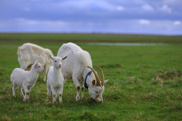 Obraz premium A herd of white goats graze on a green farm meadow.