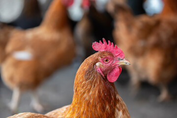A chicken with a red head stands in a field with other chickens. Concept of peacefulness and simplicity, as the chickens are seen in their natural environment