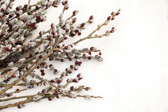 Pussy willow branches with fluffy catkins close-up on old white shabby table. Easter holiday, Palm Sunday symbol. Natural floral springtime composition. Blurred background, selective focus.