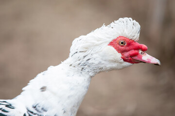 Birds on a farm. Close-up of a Muscovy duck with its neck stretched out.