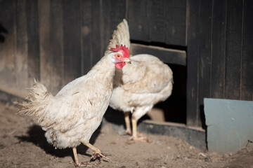 A white chicken climbed out of a hole in the fence and looked at the camera.