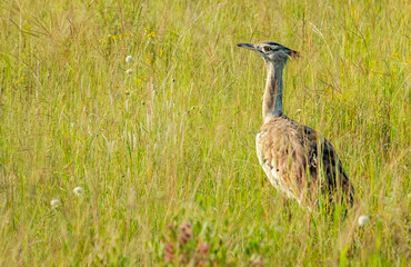 Adult Kori Bustard (Ardeotis kori) Hippo Loop near Mankwe Dam.