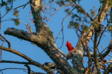 Male Northern Cardinal perched at the top of a tree.