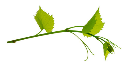 Grape branch . Vine with green fresh leaves and tendrils. Grapevine. on transparent, png. green leaf close-up