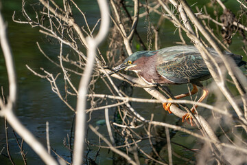 Green Heron perched on a branch over a marsh.