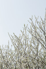 white flowers on blue sky background
