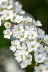 white flowers
