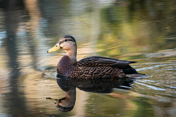 Mottle Duck swimming through a river with a clear reflection.